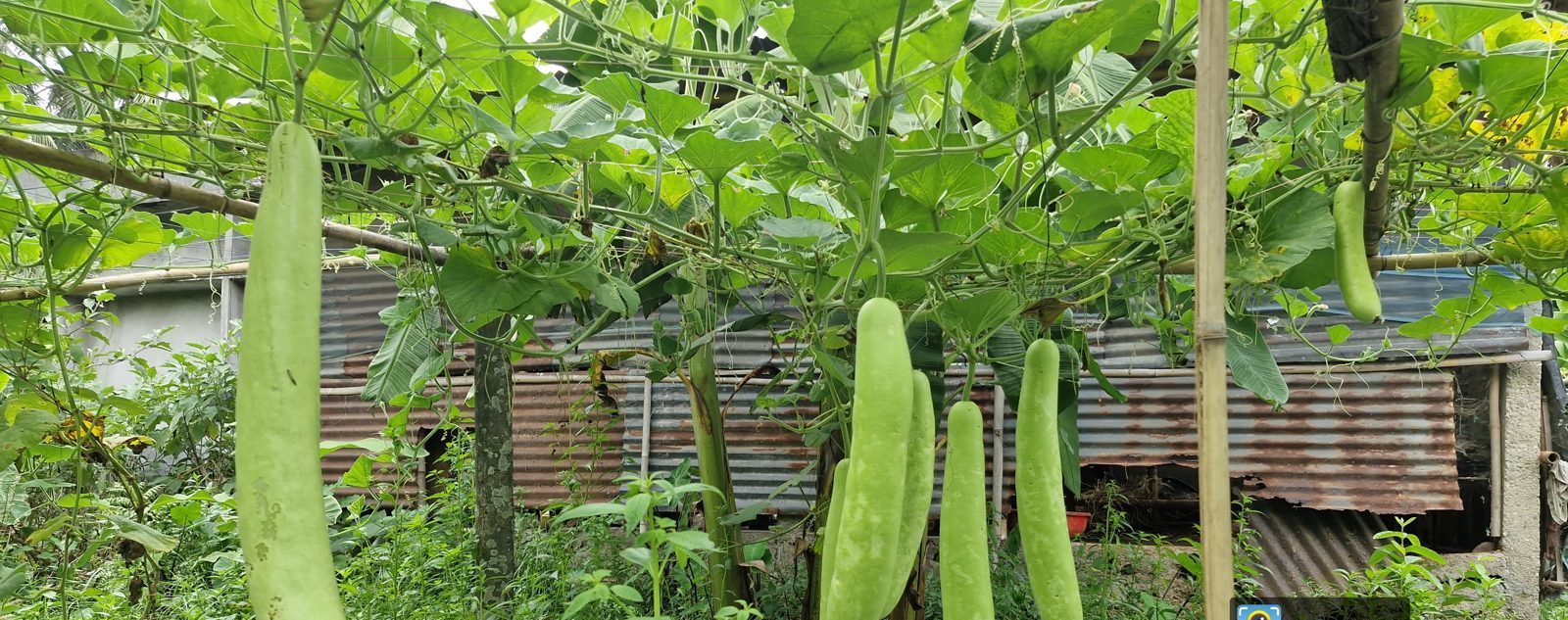Drip Irrigation & Digital Farming photo 1