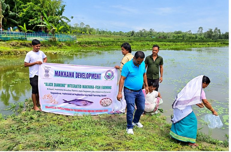 Makhana Value Chain photo 4